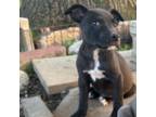 American Staffordshire Terrier Puppy for sale in Hazel Green, AL, USA