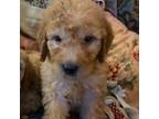 Goldendoodle Puppy for sale in Dallas, TX, USA