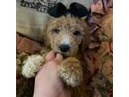 Goldendoodle Puppy for sale in Dallas, TX, USA