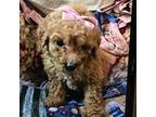 Goldendoodle Puppy for sale in Dallas, TX, USA