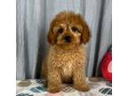 Cavapoo Puppy for sale in Greenwood, IN, USA