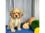 Cocker Spaniel Puppy for sale in Greenwood, IN, USA