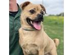 Adopt Delphinus a Pug