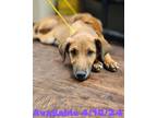 Adopt Dog Kennel #19 a Redbone Coonhound, Labrador Retriever