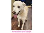 Adopt Dog Kennel #34 Snow a Husky, Labrador Retriever