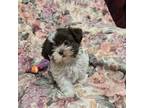 Shih Tzu Puppy for sale in Knoxville, TN, USA