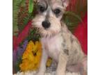 Schnauzer (Miniature) Puppy for sale in Martinsville, IN, USA