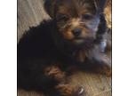 Yorkshire Terrier Puppy for sale in Washington, GA, USA