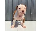 Olde Bulldog Puppy for sale in Miami, FL, USA