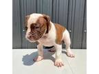 Olde Bulldog Puppy for sale in Miami, FL, USA