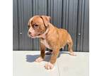 Olde Bulldog Puppy for sale in Miami, FL, USA