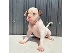 Olde Bulldog Puppy for sale in Miami, FL, USA