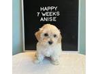 Maltipoo Puppy for sale in Wesley Chapel, FL, USA