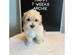 Maltipoo Puppy for sale in Wesley Chapel, FL, USA