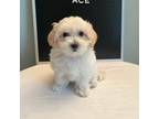 Maltipoo Puppy for sale in Wesley Chapel, FL, USA