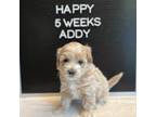 Maltipoo Puppy for sale in Wesley Chapel, FL, USA