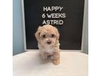 Maltipoo Puppy for sale in Wesley Chapel, FL, USA