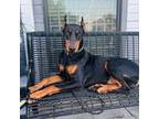 Doberman Pinscher Puppy for sale in Houston, TX, USA