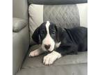 Great Dane Puppy for sale in Mifflinburg, PA, USA