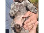 German Shorthaired Pointer Puppy for sale in Ligonier, IN, USA