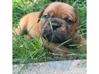 American Bull Dogue De Bordeaux Puppy for sale in Athens, GA, USA