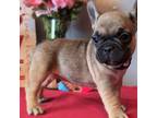 French Bulldog Puppy for sale in Providence, RI, USA