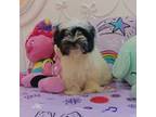 Shih Tzu Puppy for sale in Miami, FL, USA