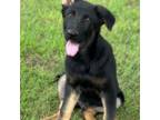 German Shepherd Dog Puppy for sale in Union Grove, AL, USA