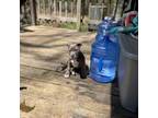 American Staffordshire Terrier Puppy for sale in Fredericksburg, VA, USA