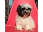 Shih Tzu Puppy for sale in Fort Myers, FL, USA