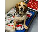 Adopt Gracie- Costa Mesa Location a Beagle