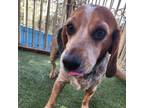 Adopt Gracie - Costa Mesa Location a Beagle