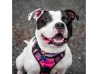 Adopt Bunny (C000-046) - Claremont Location a Pit Bull Terrier