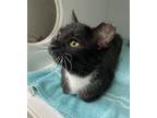 Adopt Sariesta ~ Available at J&K Mega Pet in Wabash, IN!! a Domestic Short Hair