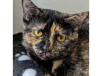 Adopt Ozma a Domestic Short Hair