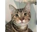 Adopt Nessarose a Domestic Short Hair