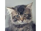 Adopt Sarima a Domestic Medium Hair