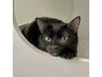 Adopt Nastoya a Domestic Short Hair