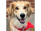 Adopt Lady a Great Pyrenees, Terrier