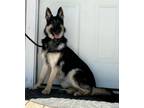 Adopt Heidi a German Shepherd Dog