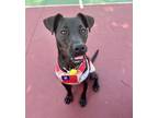 Adopt Meiya a Mountain Dog, Pit Bull Terrier