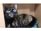 Adopt Hermione a Domestic Short Hair