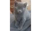 Adopt Saphira a Domestic Short Hair