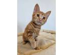 Adopt Clementine a Domestic Short Hair