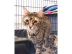 Adopt Juno a Domestic Short Hair