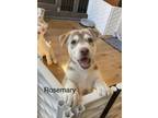 Adopt Rosemary a Siberian Husky, Husky