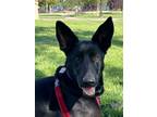 Adopt Ari a German Shepherd Dog, Doberman Pinscher