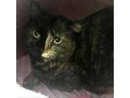 Adopt Beauty a Domestic Short Hair