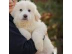 Adopt Roxy a Great Pyrenees