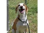 Adopt Pickles a Hound, Mixed Breed